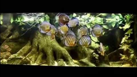 Cá Cảnh - Thiên Đường Cá Cảnh