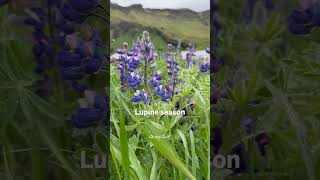 Iceland’s most controversial flower is back ✨🪻✨ #iceland #lupine