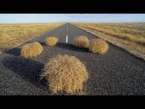 Нашествие перекати - поле в США!