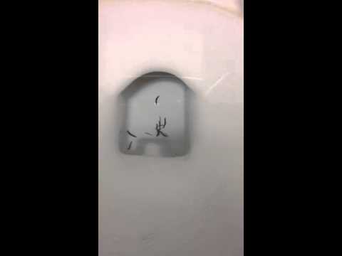 Worms in toilet - YouTube