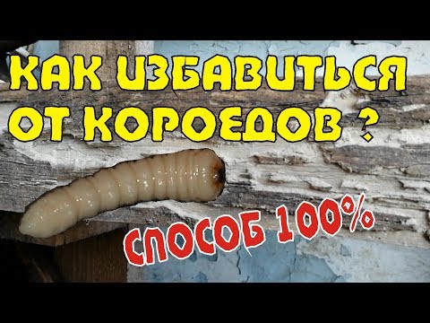 Как избавиться от короедов? Лучший способ!