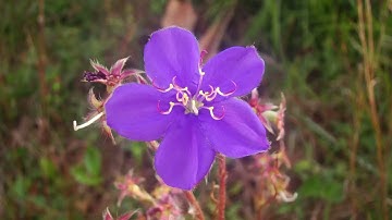 Cobalt - ...A Something New (Music Video)