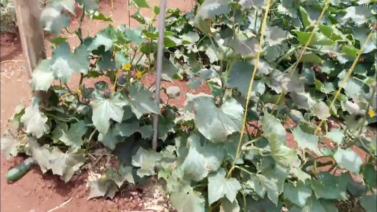 Cucumber farming in Kenya. YouTube
