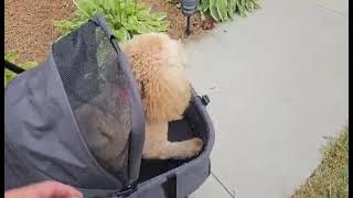 Zoosky 3 in 1 Folding Dog Stroller Review