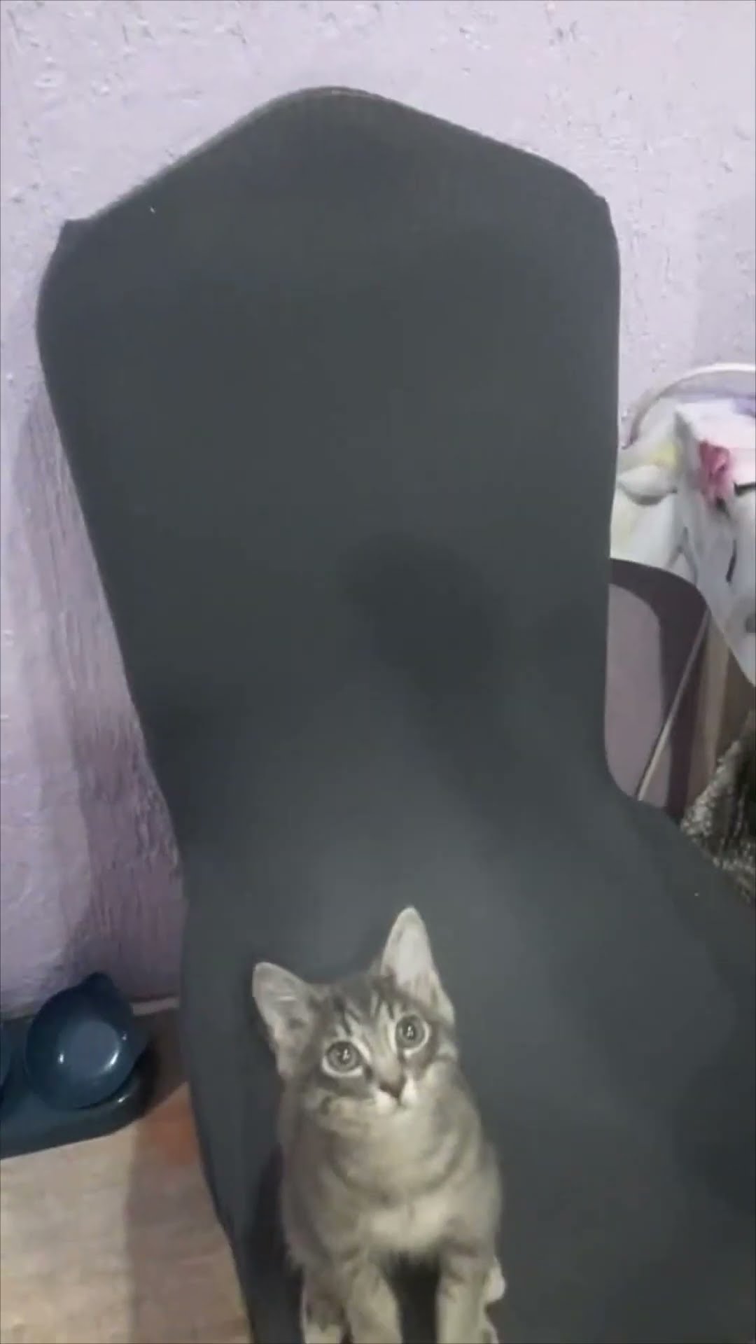 Kitten Reaches Up and Begs for Treats