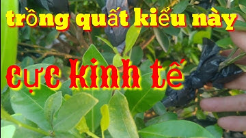 Trồng quất theo mô hình này thu cả trăm triệu trên năm, trồng và chăm sóc quất