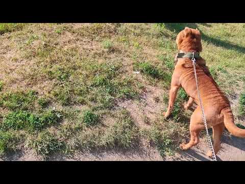 Video: Shar Pei Zoti Qanday