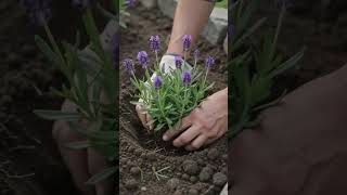 🌿 Garden Ground Decor ✨ #GardenDecor #GardenIdeas #Landscaping #DIY #Viral #Shorts #Trending 🌱
