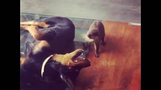 Otter Vs Rottweiller