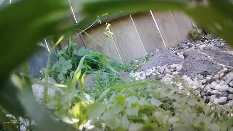 WPL C24 LCG FPV view