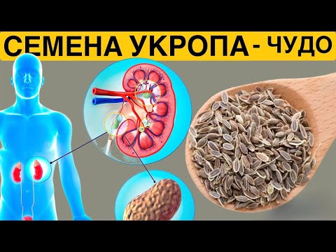 СЕМЕНА ВОЗРОЖДЕНИЯ! Всего одна ложка семян укропа и организм как Новый. Многие даже не знают