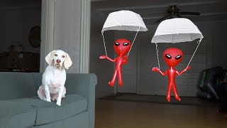 Dog vs. Aliens in Parachutes Prank: Funny Dog Maymo Pranked by Alien