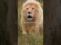 Mannie cumple un año en el santuario The Lions Foundation.