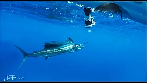 YakAngler's Inside and Out - Extreme Sailfish Smackdown - S1E1