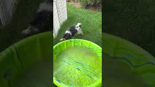 Panko Loves the Kiddie Pool!                                                   #cutedogs #dog #puppy