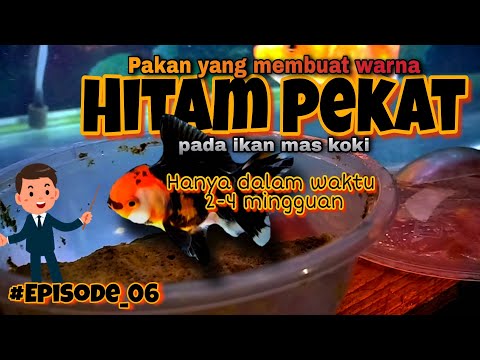 PAKAN YANG MEMBUAT WARNA HITAM PEKAT - IKAN MAS KOKI - AGAR TIDAK MUTASI KE WARNA ORANGE ATAU PUTIH