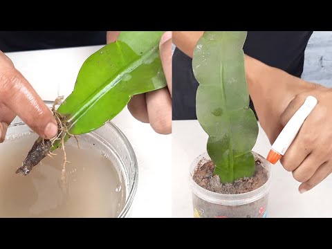 Bird's Nest fern single leaf propagation process