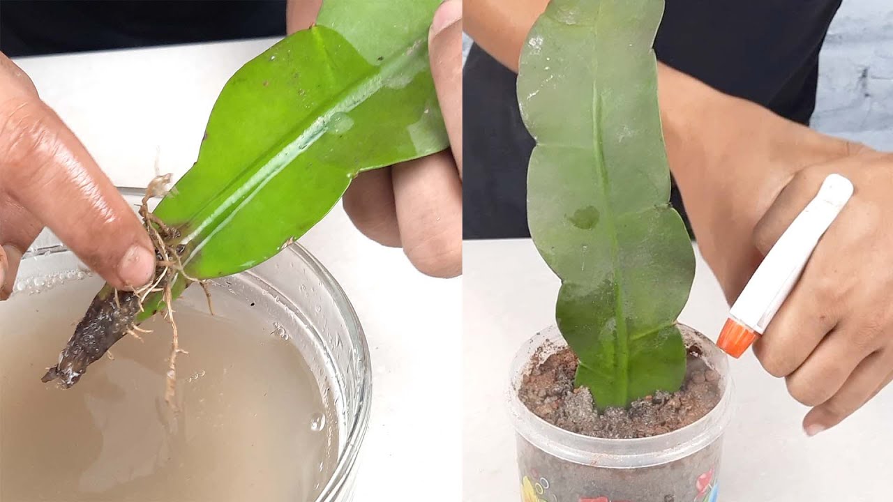 Bird'S Nest Fern Single Leaf Propagation Process