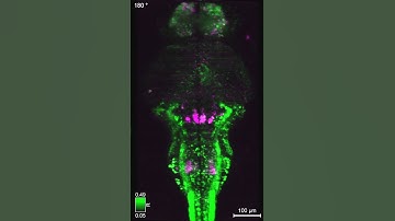 Three-dimensional visualization of hindbrain-spinal circuit