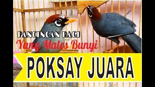 kicauan poksay gacor mandarin sang juara dunia