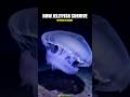 How Jellyfish Survive Without a Brain! 🧠❌ #JellyfishFacts #UnderwaterMystery #OceanLife