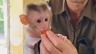 Pika Monkey Enjoys The Sweet Taste Of Persimmons