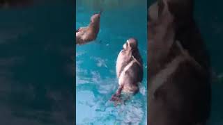 Swimming Penguinshorts