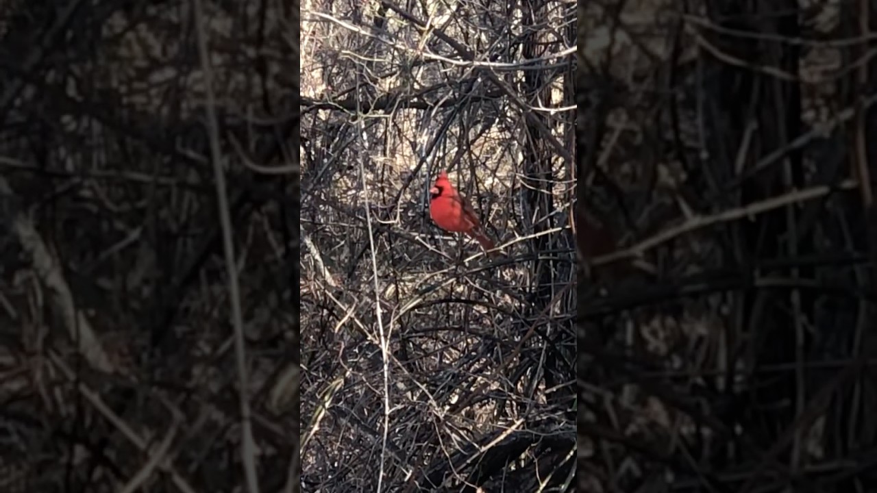 Stunning Red Cardinal Among Bare Branches 