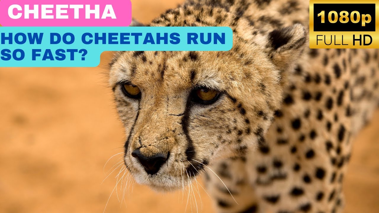 Cheetha | How Do Cheetahs Run So Fast? and More funFacts - YouTube