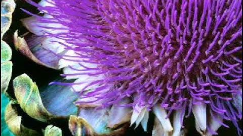 سورة الفتح بصوت الشيخ ناصر القطامي