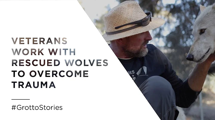 Veterans Work with Rescued Wolves to Overcome Trau...