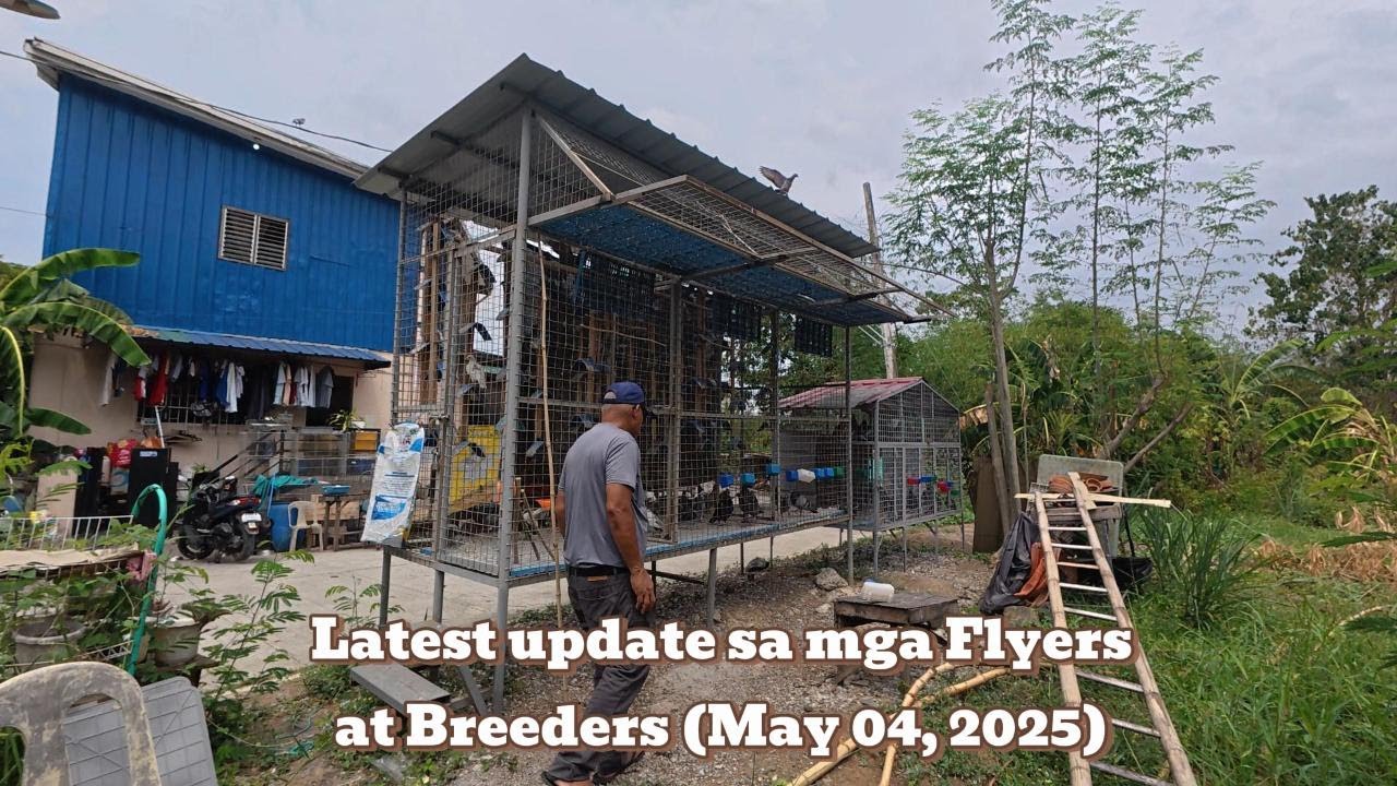 Latest update sa mga Flyers and Breeders ni Lolo (May 04, 2025)