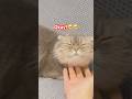 I love you and…❤️❤️ #cat #kitten #cute #cutecat #catshorts #funny #meow #pets #neko