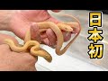 日本初繁殖を成功し続けるブリーダーの飼育場に見に行くと...とんでもない爬虫類がいっぱい増えていました