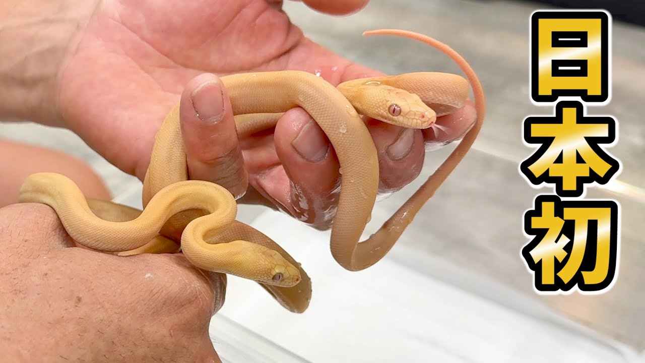 日本初繁殖を成功し続けるブリーダーの飼育場に見に行くと...とんでもない爬虫類がいっぱい増えていました