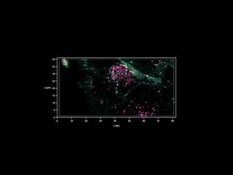 Understanding cellular systems using life-time based information