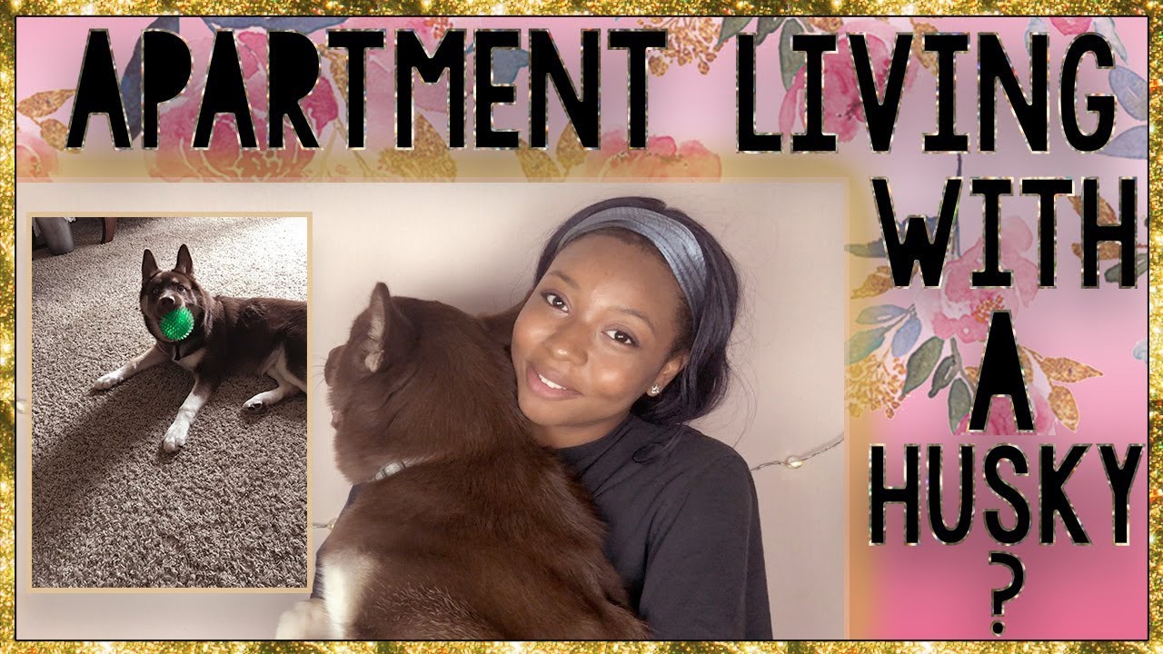 Having A Dog In Small Apartment Owning Siberian Husky Having A Dog In Small Apartment Owning Siberian Husky