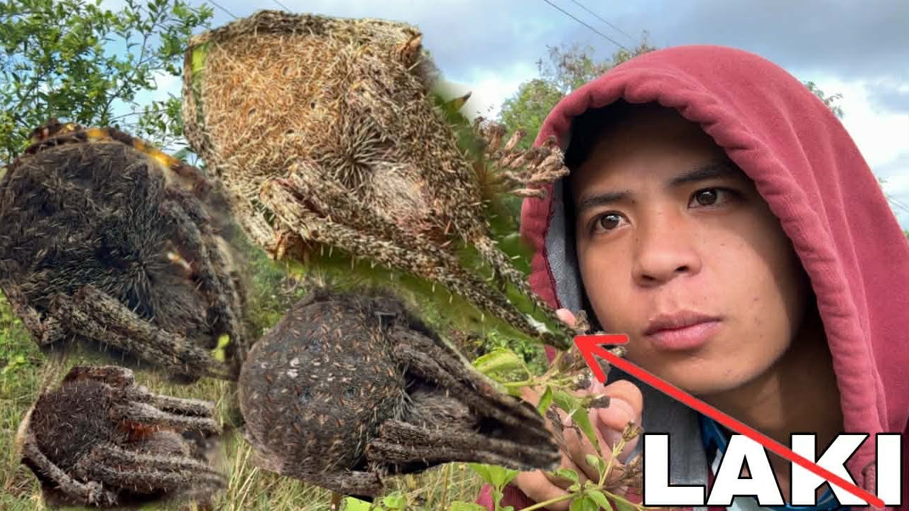 MALALAKING GAGAMBA BUMUNGAD SA AKIN SA PAGHAHANAP NG GAGAMBA 