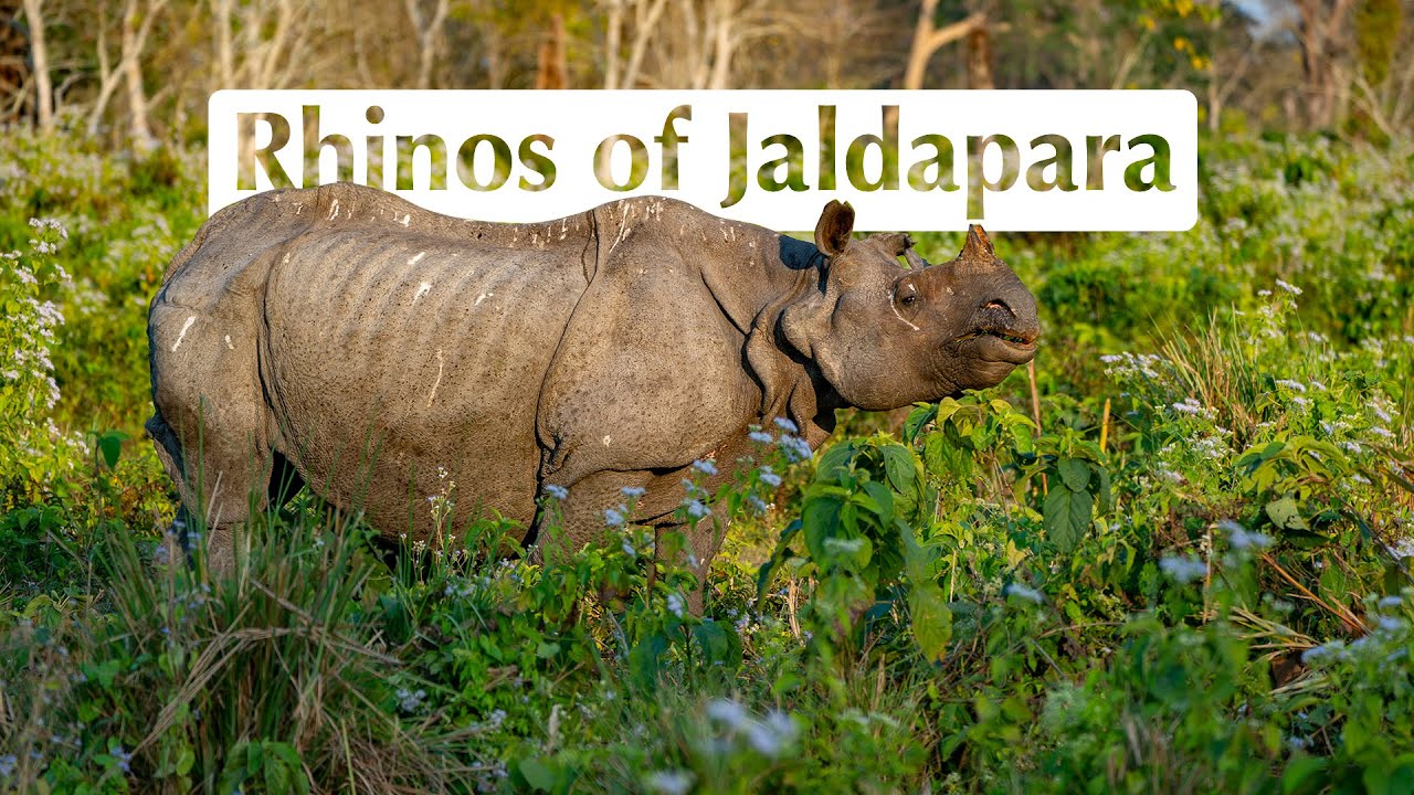 Land of the Giants: Rhinos of Jaldapara