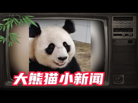 大熊猫小新闻10.新闻快报——出镜嘉宾：#牧云#二顺#渝可#渝爱#萌兰#雅吉#双双#重重#喜喜#庆庆#八仔#七仔#大丫蛋#灵岩