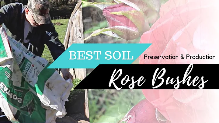 How much soil is needed to grow a rose? (2023)