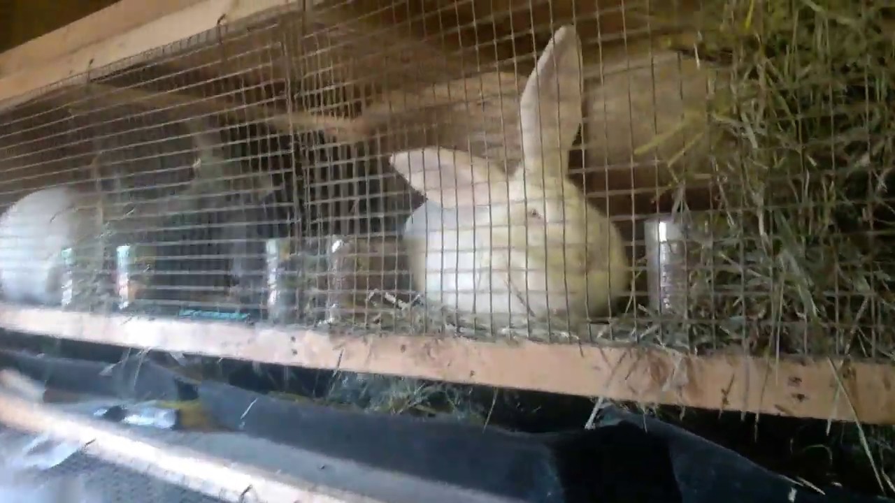 Помощь при вздутии ЖКТ у кролика.(очень эффективно,главное не запустить).#вздутие_у_кролика