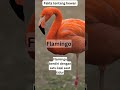 fakta menarik tentang burung Flamingo