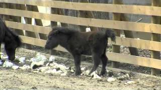 シェトランドポニーの赤ちゃん〜Pony Baby