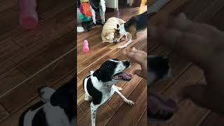 Sunday morning be like #travelpetsitter#funnypets#pets#dogcoach#funnyanimals#reels#shorts#pets