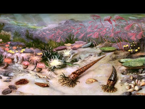 Кембрийский период палеозойской эры (рассказывает палеонтолог Эрвин Лукшевич)