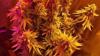 Aos x gsc week 9 of flower almost done