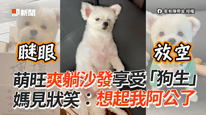 狗狗翻肚爽躺沙發瞇眼享受　媽笑：想起我阿公了｜軟爛坐姿｜搞笑可愛｜精選影片