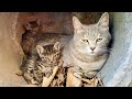 The pitiful stray cat has given birth to two kittens in the wild and they are starving  