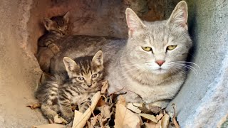 The pitiful stray cat has given birth to two kittens in the wild, and they are starving.